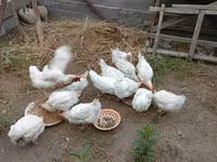 Chickens — foto 2