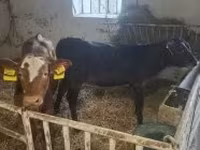 Ko, Limousin-ko. — foto 1