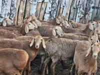 نعجة, Arashan sheep — الصورة 6