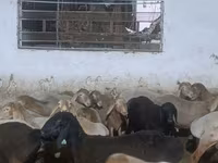 Kambing jantan, Arashan sheep — foto 3