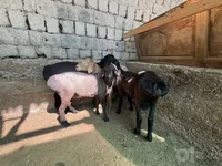 قوچ, گوسفند — عکس 2