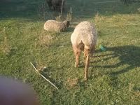 Bélier, Rhon sheep — photo 5