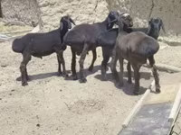 Ram, Sheep — photo 4