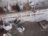 Chickens — foto 2