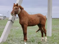 اسب نر, Budyonny horse — عکس 1