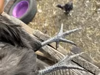 Chickens — عکس 2