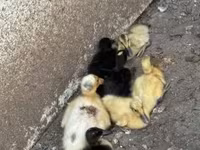 Ducks — الصورة 2