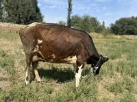 गाय, Russian Black pied cattle — फ़ोटो 4
