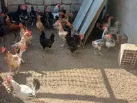 Chickens — عکس 3