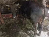 Bull, Cattle — photo 3