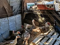 Ducks — foto 3