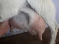 بز ماده, Saanen goat — عکس 5