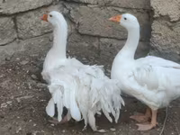 Geese — fotografija 4
