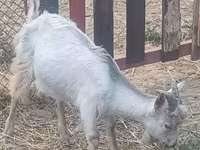 Kambing betina, Goats — foto 3