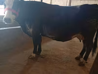 گاو ماده, نژاد آلتائو — عکس 5