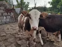 Bulle, Simmental cattle — Foto 3