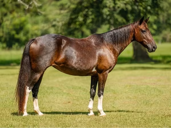 ม้าตัวเมีย, American paint horse