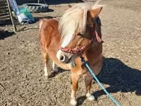 Cavallo, Cavalli — foto 2