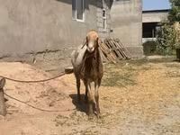 Beran, Rhon sheep — foto 2