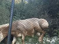 Ovce, Edilbay sheep — foto 4
