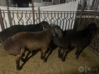 قوچ, Rhon sheep — عکس 1