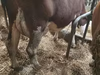 Ko, Simmental cattle — foto 5