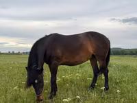 Mare, Horses — photo 2
