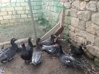 ল্যাভেন্ডার — ছবি 3