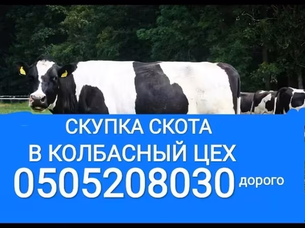 Holstein breed