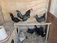 Chickens — foto 5