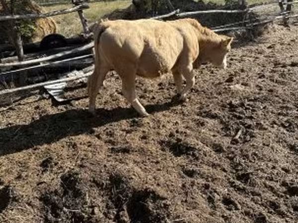 Lembu betina, Simmental cattle