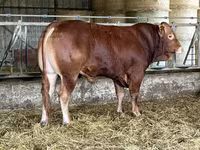 Toro, Vaca Limousin — foto 1