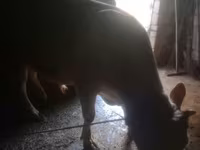 Lembu jantan, Cattle — foto 6