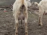بز ماده, Saanen goat — عکس 5