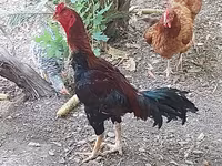 Chickens — zdjęcie 1