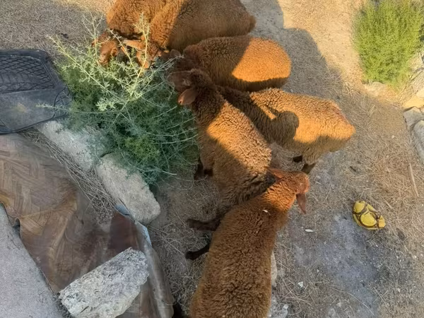 میش, گوسفند