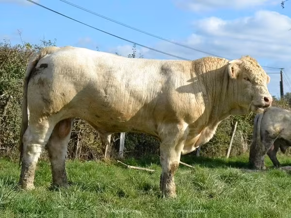 Bull, Charolais cattle — United Kingdom
