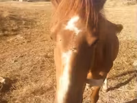 Cavallo, Cavalli — foto 1