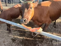 گاو ماده, گاو — عکس 3