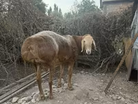 Carneiro, Edilbay sheep — foto 5