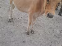 গাভী, গরু — ছবি 4
