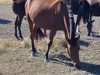 Yegua, Arabian horse — foto 2