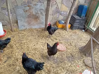 Chickens — புகைப்படம் 6
