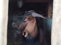 Mbuzi dume, Nubian Goat — picha 3