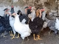 Chickens — sawirka 1