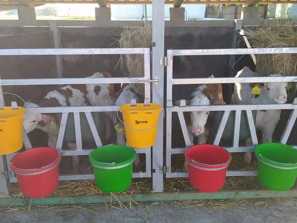 Bovini (lotto, sesso non specificato), Mucca limousine