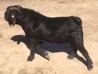 Capră, Boer goat — foto 3