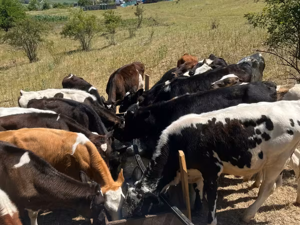 Bull, Cattle
