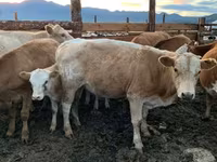 Vacă, Bovine — foto 1