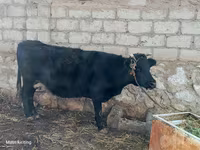 Ko, Aberdeen-Angus — foto 1